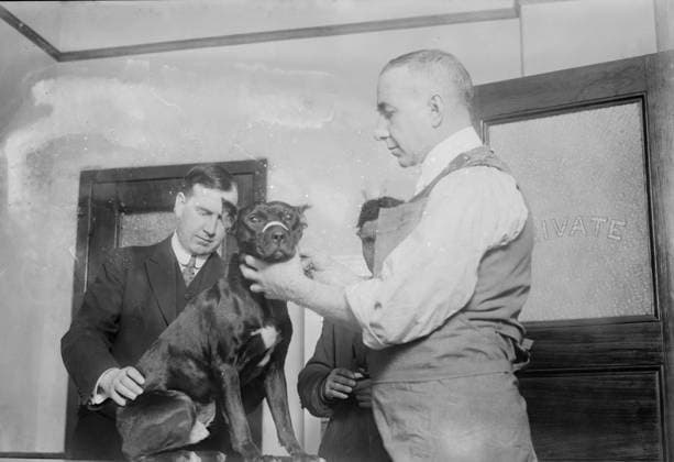 RECORD DATE NOT STATED 1st patient, Dog Hospital, N.Y. City, 1914. Shows veterinarian Bruce Blair examining a dog at the hospital of the New York Women s League for Animals, 350 Lafayette Street, New York City which opened in March, 1914. Copyright:xHeritagexArt HeritagexImagesxBainxNewsxServicex IMAGO, ! ACHTUNG: AUFNAHMEDATUM GESCHÄTZT!  Copyright:HeritagexArt HeritagexImagesxBainxNewsxServicex IMAGO