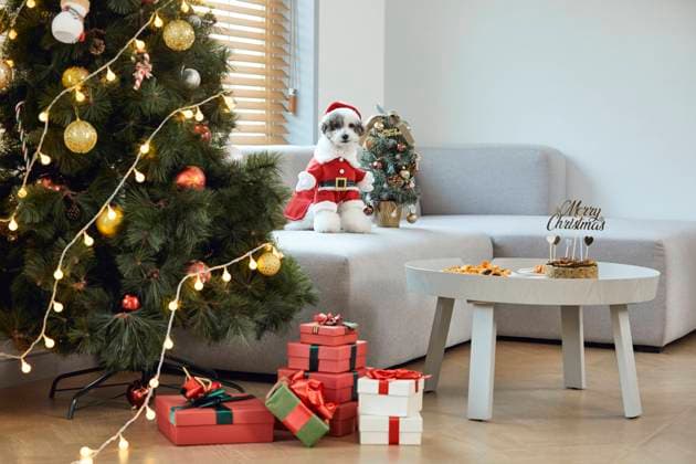Dog,Winter,Cute,Bachelor,Lifestyle,Online meeting,Smile,Pet Clothes,No People,Santa Claus,Gift,Year-End Party,Indoors,End Of The Year,Concept,Christmas,Chirstmas Decoration,Christmas Tree,christmas party,Toy Poodle,Party Flag,Poodle,Happiness,Home party, , 09.12.2020, tica1140002274  tica1140002274
