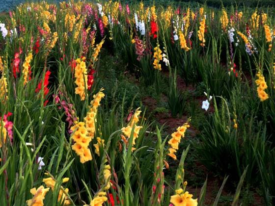 ...ein rundum schoener Anblick - diese vielfarbig bluehenden Gladiolen Gladiolenfeld vielfarbig *** an all-round beautiful sight these multicolored flowering gladioli gladioli field multicolored