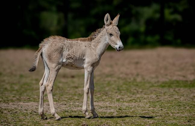 **VIDEO AVAILABLE: CONTACT INFO@COVERMG.COM TO RECEIVE** Conservationists at Chester Zoo are celebrating the birth of the world™s rarest ass - an exceptionally rare onager foal. Related to the domestic donkey, the onager is an Asiatic wild ass, which lives in the semi-desert regions of Iran. The foal was born to mum Azita following a year-long pregnancy. Zookeepers have revealed the new arrival is male and have called him Jasper - a name with Persian origin that means ˜bringer of treasure™. Similar wild asses were once found in abundance across the deserts of Mongolia, China and Iran, but now very few species remain, and onagers only survive in two small, protected areas in Iran. They have suffered at the hands of illegal poa Copyright: xx coverimg54001498