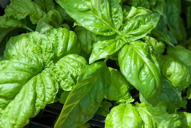 Basil, Campania region, southern Italy, Europe Copyright: GOUPIxCHRISTIAN 1382-314
