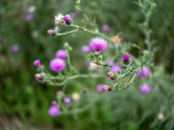 Blühende Kratzdistel (Cirsium sp.) am Jersleber See Jersleben Sachsen-Anhalt Deutschland *** Flowering thistle Cirsium sp at Lake Jersleben Jersleben Saxony Anhalt Germany