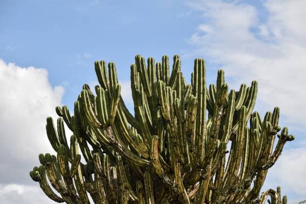 Mexican old Cactus in Oaxaca against the cloudy sky Oaxaca, Oaxaca, Mexico R_MOHY240801-1495929-01