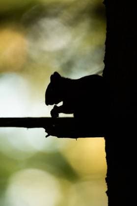 Ein Eichhörnchen knabbert im Doniswald in Königsfeld auf einem Ast eines Baumes an einer Haselnuss und ist dabei als Silhouette zu sehen. Königsfeld Baden-Württemberg Deutschland *** A squirrel nibbles on a hazelnut on a branch of a tree in the Doniswald in Königsfeld and can be seen as a silhouette Königsfeld Baden Württemberg Germany