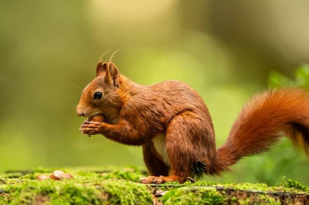 Ein Eichhörnchen knabbert im Doniswald in Königsfeld an einer Haselnuss. Königsfeld Baden-Württemberg Deutschland *** A squirrel nibbles on a hazelnut in the Doniswald forest in Königsfeld Königsfeld Baden Württemberg Germany