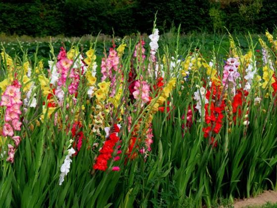 ...da lacht das Blumenfreundeherz ob dieser farblichen Bluetenpracht... Gladiolen in Bluete *** the flower lovers heart laughs at this colorful splendor of gladioli in blue