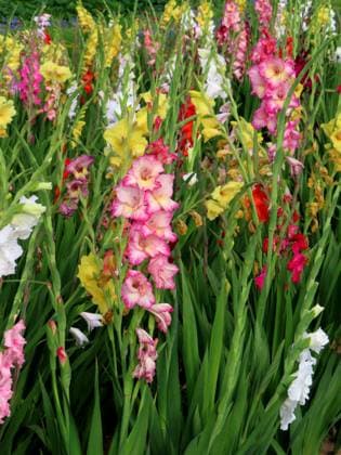 ...immer wieder ein prachtvoller Anblick- Gladiolen in Bluete... Gladiolen Vielfalt *** Always a magnificent sight Gladioli in bloom Gladioli variety