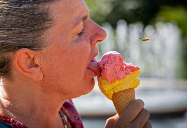 07.08.2024, Eistüte mit Mango- und Himbeer-Eis aus einer Bad Wörishofener Eisdiele in der Hand einer Frau. Eine Wespe ist im Anflug. 07.08.2024, Eistüte 07.08.2024, Eistüte *** 07 08 2024, Ice cream cone with mango and raspberry Ice cream from an ice cream parlor in Bad Wörishofen in the hand of a woman A wasp is approaching 07 08 2024, Ice cream cone 07 08 2024, Ice cream cone
