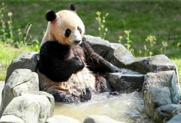 Bilder des Jahres 2024, Entertainment 08 August Entertainment Themen der Woche KW32 Entertainment Bilder des Tages Huaying Mountain Giant Panda Base GUANG AN, CHINA - AUGUST 7, 2024 - Giant panda Lin Xi cools off in the water at the Huaying Mountain Giant Panda Park in Guang an, Southwest China s Sichuan province, Aug. 7, 2024. Guang an Sichuan China  Copyright: xCFOTOx i1723026232395