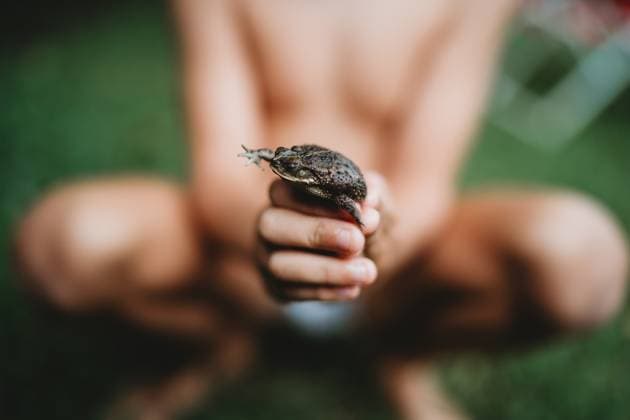 IMAGO Creative, Sommer, Sommertage im Garten CLose up of frog in child s hand on summer day Málaga, Andalusia, Spain R_TANI240806C-965879-01 ,model released, Symbolfoto