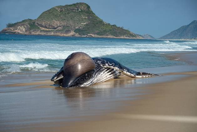 Bilder des Jahres 2024, News 08 August News Themen der Woche KW32 News Bilder des Tages Brasilien, Toter gestrandeter Buckelwal am Strand von Recreio dos Bandeirantes in Rio de Janeiro RIO DE JANEIRO, RJ - 08.08.2024: BALEIA MORTA NA PRAIA DO RECREIO - Humpback whale appears dead on Recreio beach, this Thursday, August 8th, in Rio de Janeiro, RJ. x2589722x  CristianexMota
