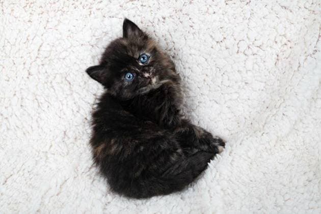  Kitten looking up, Tiny tortoiseshell kitten looking up on fluffy sheet., Tiny tortoiseshell kitten looking up on fluffy sheet., 18.12.2023, Copyright: xVeresovichx Panthermedia36322781.jpg
