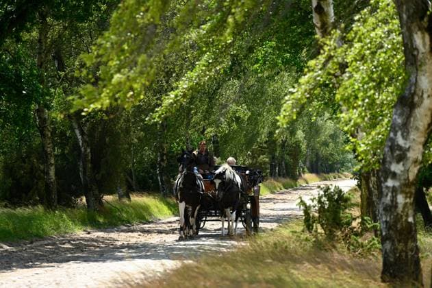 Kutschfahrt in der Lueneburger Heide (Foto vom 28.06.2024). Die Lueneburger Heide ist eine grosse, geografisch ueberwiegend flachwellige Heide-, Geest- und Waldlandschaft im Nordosten Niedersachsens in den Einzugsbereichen der Staedte Hamburg, Bremen und Hannover. EDITORIAL USE ONLY *** Carriage ride in the Lueneburger Heide Photo from 28 06 2024 The Lueneburger Heide is a large, geographically predominantly flat undulating heath, geest and forest landscape in the northeast of Lower Saxony in the catchment areas of the cities of Hamburg, Bremen and Hanover EDITORIAL USE ONLY Copyright: epd-bild HeikexLyding _DSC5150