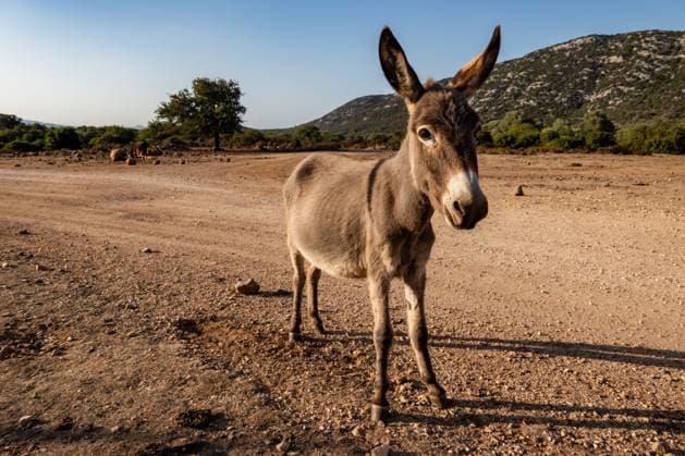 Travel Destination: Sardinia, Italy A donkey is being pictured in the Ogliastra province in Sardinia, Italy, on August 9, 2024. Baunei Italy  Copyright: xEmmanuelexContinix originalFilename: contini-travelde240809_npxta.jpg