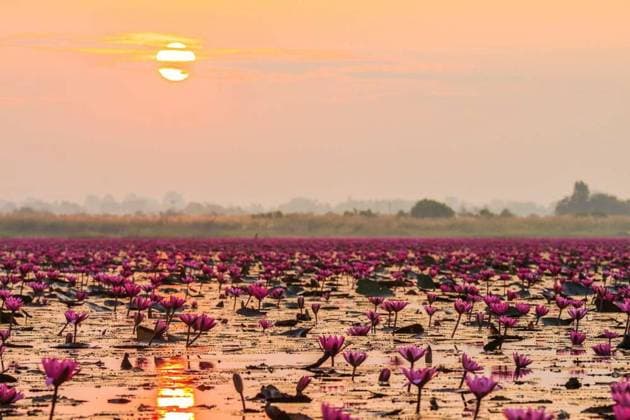 View of beautiful blooming red lotus in the famous lotus lake., View of beautiful blooming red lotus in the famous lotus lake at Udon Thani in the morning, Thailand, View of beautiful blooming red lotus in the famous lotus lake at Udon Thani in the morning, Thailand, 10.03.2024, Copyright: xtakepicsforfunx Panthermedia36896393.jpg