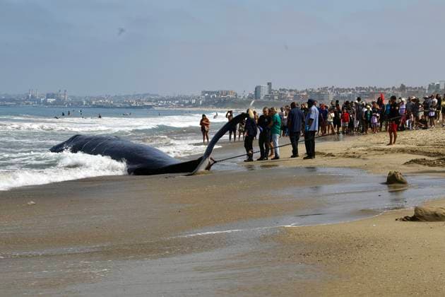 Bilder des Jahres 2024, News 08 August News Themen der Woche KW32 News Bilder des Tages (240812) -- LOS ANGELES, Aug. 12, 2024 -- People gather to take a look at a massive fin whale washed ashore at Torrance Beach, Los Angeles County, California, the United States on Aug. 11, 2024. The 51-foot-long (about 15.5-meter-long) dead fin whale, washed ashore Saturday evening, died before rescuers could arrive. (Photo by Xinhua) U.S.-CALIFORNIA-LOS ANGELES-DEAD FIN WHALE QiuxChen 