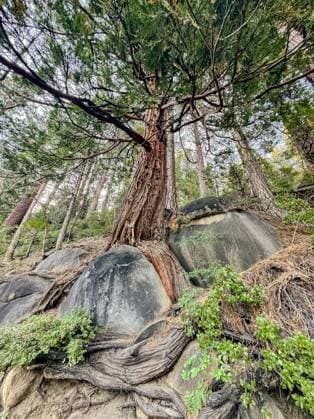 Creative Highlights World Tree growing out of a rock United States, California, South Lake Tahoe R_HOOX240808-1508682-01