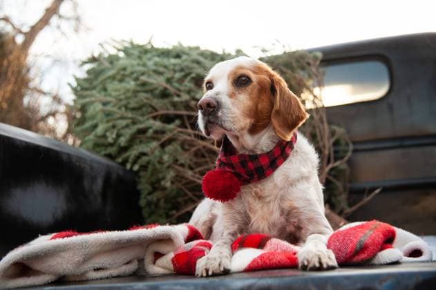 Dog in a plaid scarf resting on a blanket in the back of a truck Littleton, Colorado, United States R_TUDC240808-1509792-01