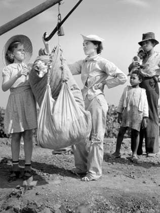 Cotton pickers having cotton weighed, Kaufman County, Texas, USA, Arthur Rothstein, U.S. Farm Security Administration , July 1936  Copyright: xCircaxImagesx ghi-circa01767