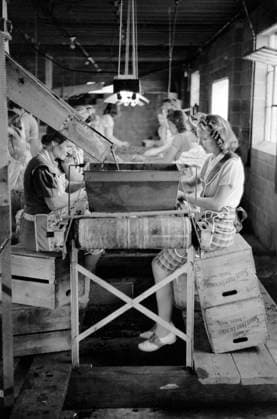 Migrant Girls working in Cherry Canning Plant, Berrien County, Michigan, USA, John Vachon, U.S. Farm Security Administration, July 1940  Copyright: xCircaxImagesx ghi-circa02547