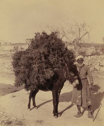 Arab man with donkey carrying load of roots and twigs, Palestine, American Colony Photo Department, early 1900 s  Copyright: xCircaxImagesx ghi-circa03884