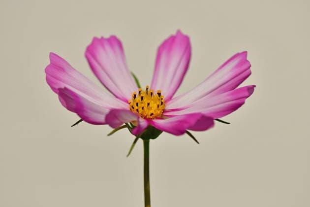 Cosmea, Blüte auf grauem, unscharfem Hintergrund *** Cosmea, Flower at gray, unscharfem Background 1093512278