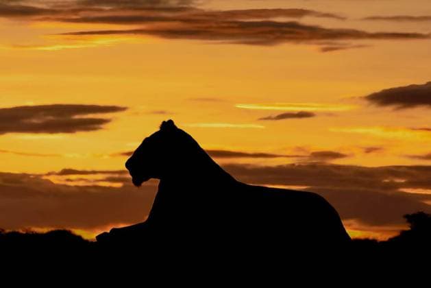  Silhouette of lioness in profile at sunrise, Silhouette of lioness in profile at sunrise, Silhouette of lioness in profile at sunrise, 05.04.2024, Copyright: xnickdalex Panthermedia37036458.jpg