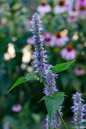 A close-up of a purple Agastache flower spike with a soft-focus background of green foliage and pink flowers. arah00248 Copyright: xConnectxImagesx