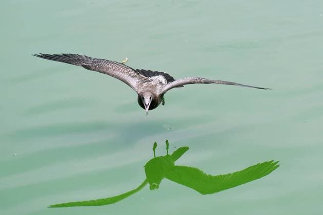 Creative Highlights World Black-tailed Gulls Released A black-tailed gull is flying over the water for food after being released to the Forest Wildlife World in Qingdao, Shandong province, China, on August 13, 2024. Qingdao Shandong China  Copyright: xCFOTOx originalFilename: cfoto-blacktai240813_npLfV.jpg