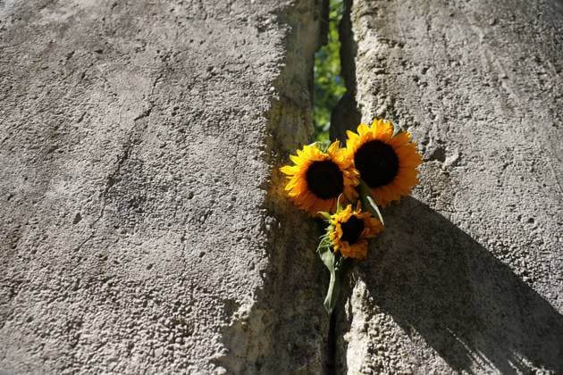 Bilder des Jahres 2024, News 08 August News Themen der Woche KW33 News Bilder des Tages Sonnenblumen stecken in einem Mauersegment anlässlich des 63. Jahrestages des Baus der Berliner Mauer an der Mauergedenkstätte am Griebnitzsee in Potsdam, 13. August 2024. 63 Jahre Mauerbau *** Sunflowers stuck in a Wall segment on the occasion of the 63rd anniversary of the construction of the Berlin Wall at the Wall memorial at Griebnitzsee in Potsdam, August 13, 2024 63 years of the construction of the Wall