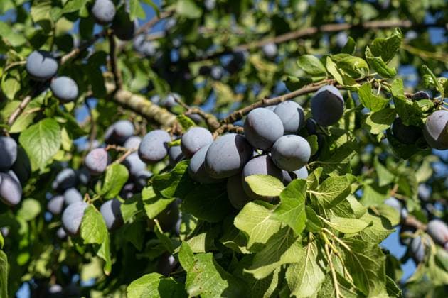 Reife Pflaumen am Baum können gepflückt werden. Pflaumen werden je nach Witterung etwa Ende August reif unf können vom Baum gepflückt werden. Sie sind gesund und vielfältig verwendbar, etwa für Pflaumenmus, Pflaumenkompott, Pflaumensaft, Pflaumenkuchen und vieles mehr. Symbolfoto. Region Weser-Ems Niedersachsen Deutschland *** Ripe plums on the tree can be picked Depending on the weather, plums ripen around the end of August and can be picked from the tree They are healthy and can be used in a variety of ways, for example for plum jam, plum compote, plum juice, plum cake and much more Symbolic photo Weser Ems region Lower Saxony Germany