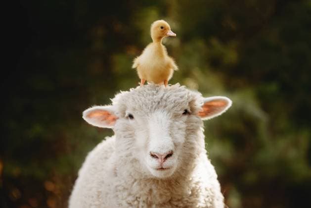 best friends duck and sheep Beaver, West Virginia, United States CR_ZVBJ240807D7-1504157-01