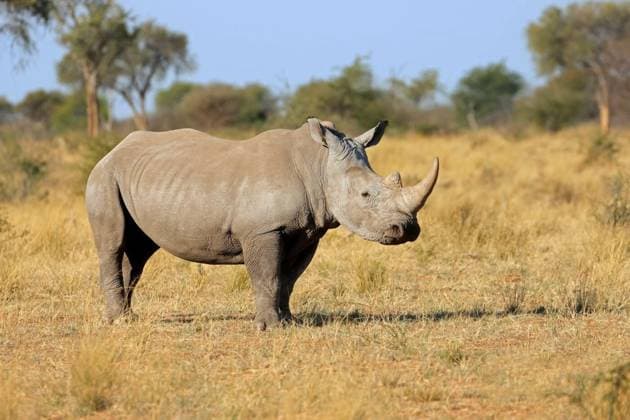 White rhinoceros in natural habitat, A white rhinoceros (Ceratotherium simum) in natural habitat, South Africa, A white rhinoceros (Ceratotherium simum) in natural habitat, South Africa, 06.07.2024, Copyright: xEcoPicx Panthermedia37552638.jpg