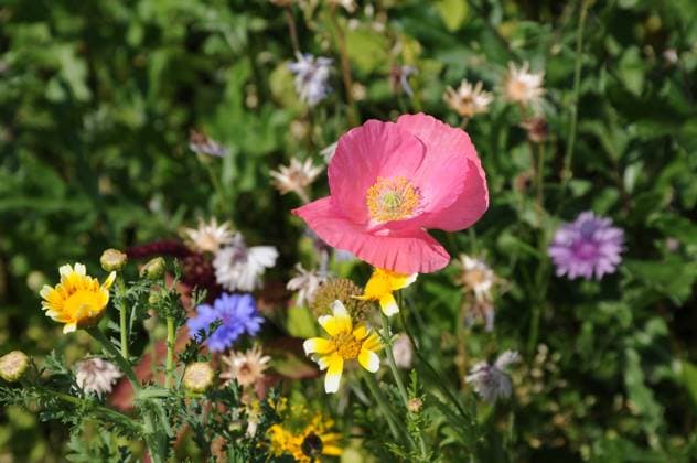 Kastrup Copenhagen Denmark 15 August 2024 Garden in nature wild plants flowers in Kastrup Copenhagen (Photo.Francis Joseph Dean Dean Pictures) (Not for commercial use)