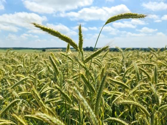 Sommerlicher Blick auf landwirtschaftliche Nutzpflanzen und erntebereite Weizenfelder. *** Sommerlicher View at agricultural Crops and ready for harvest Wheat fields 1127132794