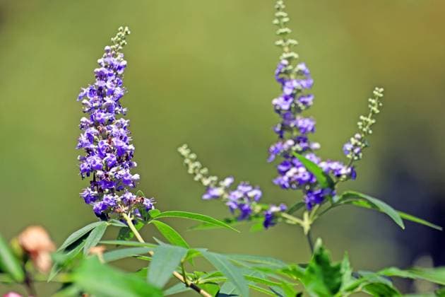 Heilpflanzen aus der Geschichte Der Mönchspfeffer, auch als Keuschbaum oder Keuschlamm bekannt, zur Blütezeit im Sommer. *** Medicinal plants from history The monks pepper, also known as the chaste tree or chaste tree, in bloom in summer