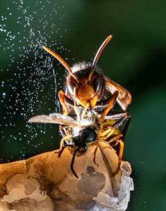 The Rise Of Asian Hornets In Europe Threaten Honey Bees - France An Asian hornet, ( Vespa Velutina, Frelon Asiatique ) is seen eating a wasp .Also known as the yellow-legged hornet is a species of hornet indigenous to Southeast Asia. It is of concern as an invasive species in some other countries, including most of Europe. Rosny sous Bois near Paris, France on August 15, 2024. Photo by Christophe Geyres ABACAPRESS.COM Rosny Sous Bois France  Copyright: xGeyresxChristophe ABACAx