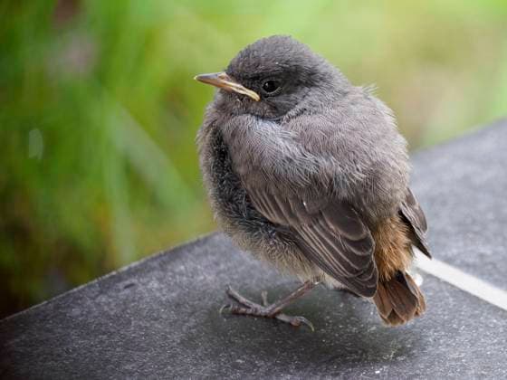 Hausrotschwanz Küken (phoenicurus ochruros) Ein Hausrotschwanz Küken sitzt auf einer Treppe. Copyright: xZoonar.com ReinerxPechmannx 21935618