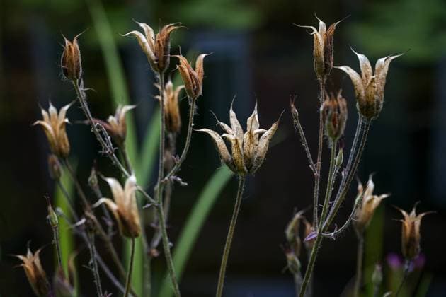Dry seed heads of columbine (Aquilegia vulgaris) against a dark background, close up with selected focus Dry seed heads of columbine (Aquilegia vulgaris) against a dark background, close up with selected focus, narrow depth of field Copyright: xZoonar.com MarenxWinterx 21949871