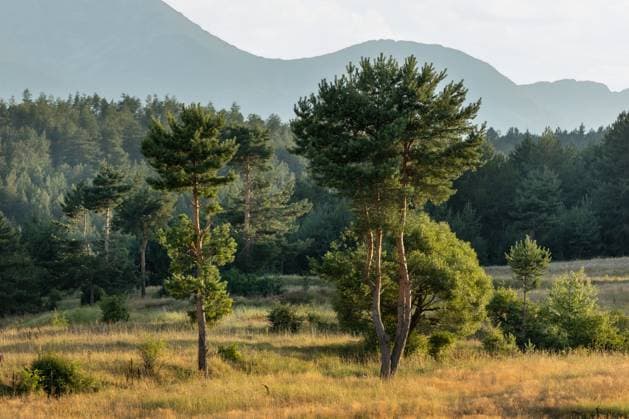 Sunset tree and mountains in summer Summer landscape sunset tree and mountains, Bulgaria Copyright: xZoonar.com NataliyaxNazarovax 21999470