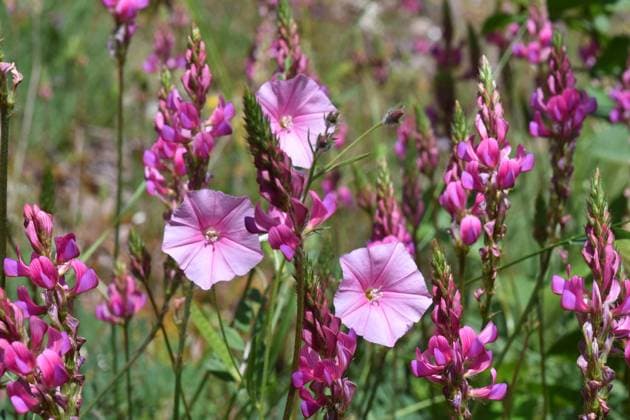 Pink flowers of the Cantabrian morning glory (Convolvulus cantabrica) Vitoria-Gasteiz, Basque Country, Spain R_PMDHUC240805-1502059-01