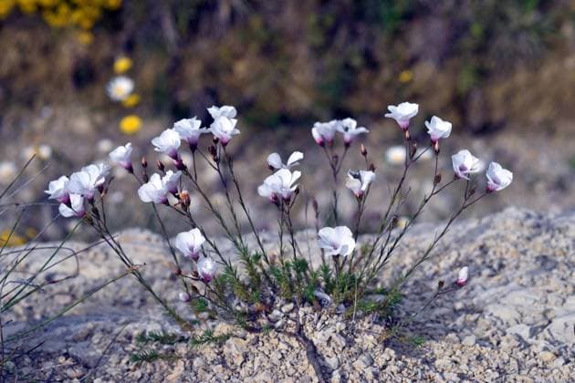 Pink wild flax Linum viscosum in flower Vitoria-Gasteiz, Basque Country, Spain R_PMDHUC240805-1502066-01