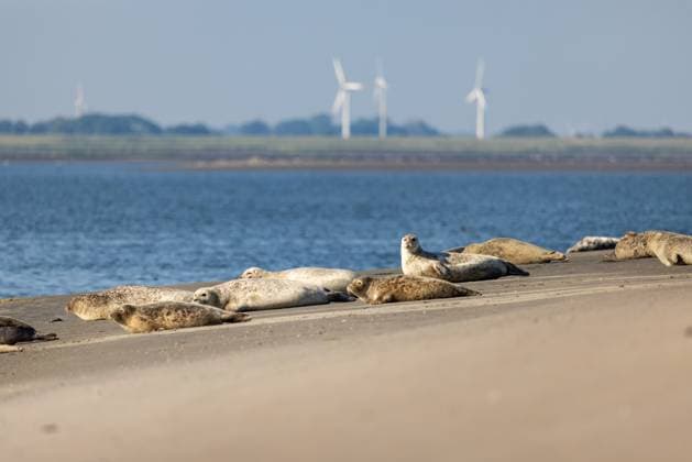 Norderney. 08 AUG 2024. Seehunde am Ostende von Norderney. OSTFRIESLAND. Ostfriesische Inseln. *** Norderney 08 AUG 2024 Seals at the eastern end of Norderney OSTFRIESLAND East Frisian Islands Copyright: JanisMEYER Priller&MAUG JMY2U0133X