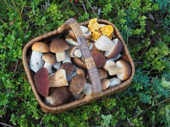 Pilzkorb, mehrere Arten Mushroom basket, several species Copyright: imageBROKER Tarabalu ibliqx09352907.jpg