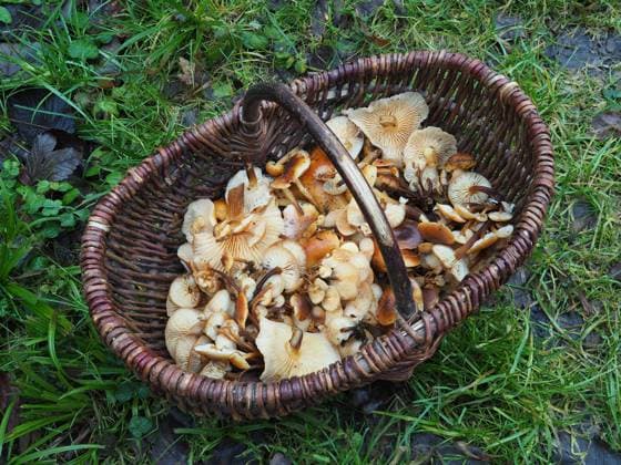 Enoki ist ein Pilz, der für seine Rolle in der japanischen Küche bekannt ist, wo er auch als Enokitake bezeichnet wird. Die Wildformen unterscheiden sich in Farbe, Textur und Schlankheit und können als Futu, Meeresfrüchtepilz, Winterpilz (Flammulina velutipes) oder Weinpilz bezeichnet werden Enoki is a mushroom that is well-known for its role in Japanese cuisine, where it is also known as Enokitake. The wild forms differ in color, texture, and sliminess and may be called futu, seafood mushrooms, winter (Flammulina velutipes) mushrooms or win Copyright: imageBROKER Tarabalu ibliqx09352956.jpg