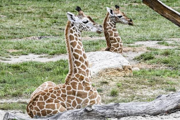 Entertainment Themen der Woche KW34 Entertainment Bilder des Tages Giraffentaufe im Tierpark Berlin ** NUR FÜR REDAKTIONELLE ZWECKE ** EDITORIAL USE ONLY **<p>Giraffentaufe im Tierpark Berlin Die beiden jüngsten Familienmitglieder der Giraffenherde erhalten feierlich ihre Namen Emily und Berti, fotografiert am 22.08.2024 in Berlin. Deutschland Berlin Berlin Copyright: MaurizioxGambarini *** Giraffe christening at Tierpark Berlin FOR EDITORIAL PURPOSES ONLY EDITORIAL USE ONLY p Giraffe christening at Tierpark Berlin The two youngest members of the giraffe herd are ceremoniously named Emily and Berti, photographed on 22 08 2024 in Berlin Germany Berlin Berlin Copyright MaurizioxGambarini Copyright: MaurizioxGambarini doc7wul6odq7wk2kteo72i ,EDITORIAL USE ONLY