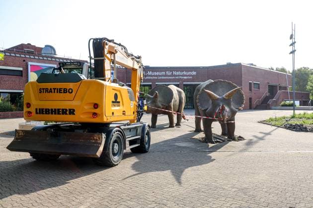 Wenn schwere Dinos fliegen - Modelle vor dem LWL-Museum für Naturkunde versetzt. Wahrzeichen des Museums kennzeichnen neuen Museumseingang. Das LWL-Museum für Naturkunde bekommt einen Anbau auf dem Museumsvorplatz. Für die Zeit der Bauarbeiten markieren die Dinos den neuen, vorübergehenden Eingang in das Museum. Münster, Nordrhein-Westfalen, DEU, Deutschland, 22.08.2024