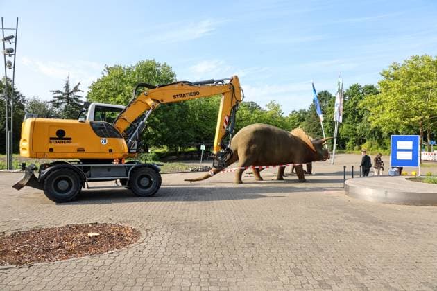Wenn schwere Dinos fliegen - Modelle vor dem LWL-Museum für Naturkunde versetzt. Wahrzeichen des Museums kennzeichnen neuen Museumseingang. Das LWL-Museum für Naturkunde bekommt einen Anbau auf dem Museumsvorplatz. Für die Zeit der Bauarbeiten markieren die Dinos den neuen, vorübergehenden Eingang in das Museum. Münster, Nordrhein-Westfalen, DEU, Deutschland, 22.08.2024