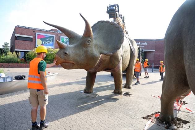 Wenn schwere Dinos fliegen - Modelle vor dem LWL-Museum für Naturkunde versetzt. Wahrzeichen des Museums kennzeichnen neuen Museumseingang. Das LWL-Museum für Naturkunde bekommt einen Anbau auf dem Museumsvorplatz. Für die Zeit der Bauarbeiten markieren die Dinos den neuen, vorübergehenden Eingang in das Museum. Münster, Nordrhein-Westfalen, DEU, Deutschland, 22.08.2024