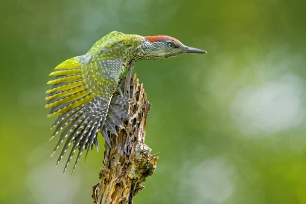 Creative Highlights World Gruenspecht, Gruen-Specht, Grasspecht (Picus viridis), juveniles Weibchen sitzt mit ausgestrecktem Fluegel an einem toten abgebrochen Baumstamm, Seitenansicht, Italien, Toskana green woodpecker, yaffle, European green woodpecker, nickle (Picus viridis), juvenile female perching with outstretched wing on a dead broken tree trunk, side view, Italy, Tuscany BLWS715346 *** Green woodpecker, Gruen Woodpecker, Grass woodpecker Picus viridis , Juveniles Female sits with extended Wing to a Dead aborted Tree trunk, Side view, Italy, Tuscany Green woodpecker, yaffle, European Green woodpecker, Nickle Picus viridis , Juvenile Female perching With outstretched Wing ON a Dead Broken Tree trunk, Side view, Italy, Tuscany BLWS715346 Copyright: xblickwinkel AGAMI D.xOcchiatox